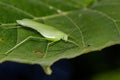 Image of a grasshoppers on green leaves. Insect Animal