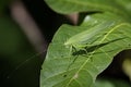 Image of a grasshoppers on green leaves. Insect Animal