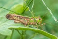 An Image of Grasshoppers . macro Grasshopper