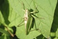 An Image of Grasshoppers . macro Grasshopper