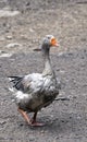 Image of gray goose Royalty Free Stock Photo