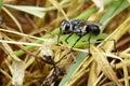 Image of Great Black Wasp Sphex pensylvanicus. Royalty Free Stock Photo