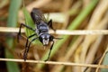 Image of Great Black Wasp Sphex pensylvanicus. Royalty Free Stock Photo