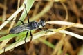 Image of Great Black Wasp Sphex pensylvanicus. Royalty Free Stock Photo