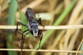 Image of Great Black Wasp Sphex pensylvanicus Royalty Free Stock Photo