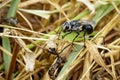 Image of Great Black Wasp Sphex pensylvanicus Royalty Free Stock Photo