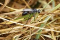 Image of Great Black Wasp Sphex pensylvanicus Royalty Free Stock Photo