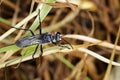 Image of Great Black Wasp Sphex pensylvanicus Royalty Free Stock Photo