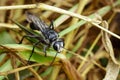 Image of Great Black Wasp & x28;Sphex pensylvanicus& x29; Royalty Free Stock Photo