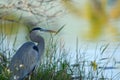 Great Blue Heron Landscape Royalty Free Stock Photo