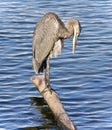 Picture with a great blue heron cleaning feathers Royalty Free Stock Photo