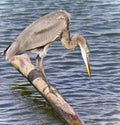 Image of a great blue heron drinking water Royalty Free Stock Photo