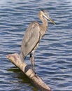 Image of a great blue heron standing on a log Royalty Free Stock Photo