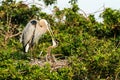 Great Blue Herons Adult and Chick Royalty Free Stock Photo