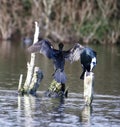 Great cormorant flapping its wings Royalty Free Stock Photo