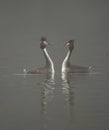 Great crested grebes in the fog