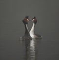 Great crested grebes on a foggy lake