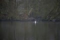 Great crested grebes on a lake