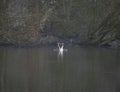 Great crested grebes on a lake