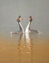 Great crested grebes on a lake