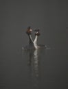 Great crested grebes on a foggy lake