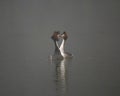 Great crested grebes on a lake