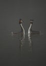 Great crested grebes on a lake in fog