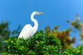 Great Egret Venice Florida Rookery