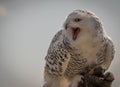 Screaming great white snowy owl on hunting glove on background of blue sky