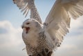 Screaming great white snowy owl with outstretched wings on background of blue sky