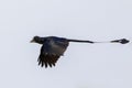 Image of Greater Racquet-tailed Drongo Dicrurus paradiseus flying in the sky. Bird. Animals