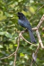 Image of Greater Racquet-tailed Drongo Dicrurus paradiseus on the tree branch on nature background. Bird. Animals