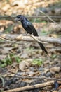 Image of Greater Racquet-tailed Drongo Dicrurus paradiseus on the tree branch on nature background. Bird. Animals