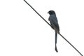 Image of Greater Racquet-tailed Drongo Dicrurus paradiseus on wite background. Bird. Animals