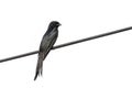 Image of Greater Racquet-tailed Drongo Dicrurus paradiseus on wite background. Bird. Animals