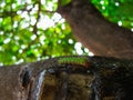 Image of a gree and red cattepillar bug on a tree Royalty Free Stock Photo