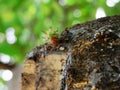 Image of a gree and red cattepillar bug on a tree Royalty Free Stock Photo