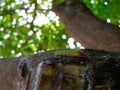 Image of a gree and red cattepillar bug on a tree Royalty Free Stock Photo