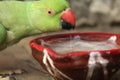 A green bird parrot eat food
