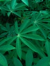 Image of green cassava leaves in the morning