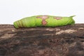 Image of green caterpillar on brown dry timber. Insect.