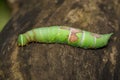 Image of green caterpillar on brown dry timber. Insect.