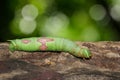 Image of green caterpillar on brown dry timber. Insect.