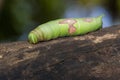 Image of green caterpillar on brown dry timber. Insect. Animal