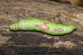 Image of green caterpillar on brown dry timber. Insect. Animal