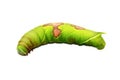 Image of green caterpillar on white background. Insect. Animal