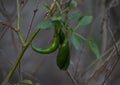 This is an image of green chilli .