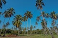 Image of Green Coconut tree plantation with blue sky background Royalty Free Stock Photo