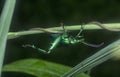 The green frog-legged leaf beetle on the leaves.
