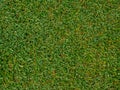 The image of Green grass field background, texture, pattern Royalty Free Stock Photo